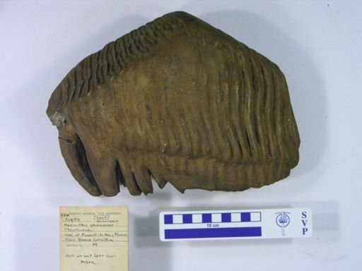 Mammuthus primigenius