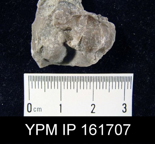 Plectambonites glabra