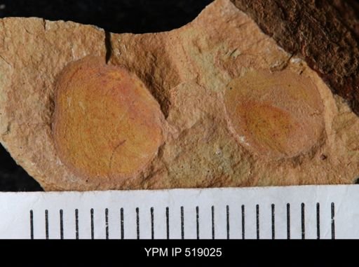 Brevipelta chouberti