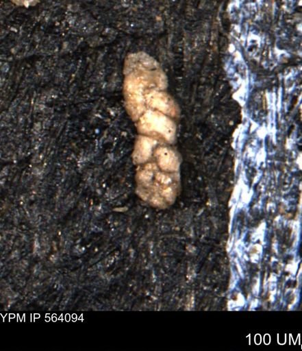 Ammobaculoides whitneyi