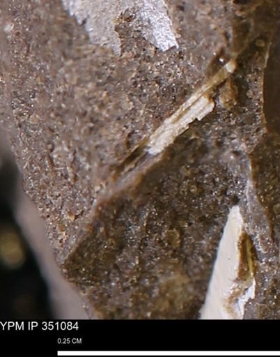 undet. Mollusca