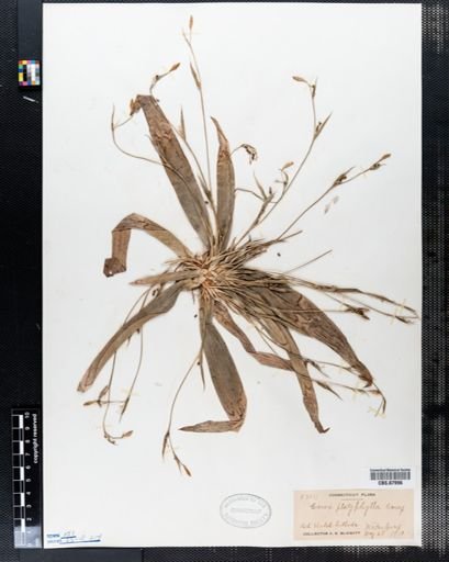 Carex platyphylla