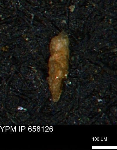 Verneuilinoides kansasensis