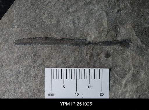 undet. Eurypterida