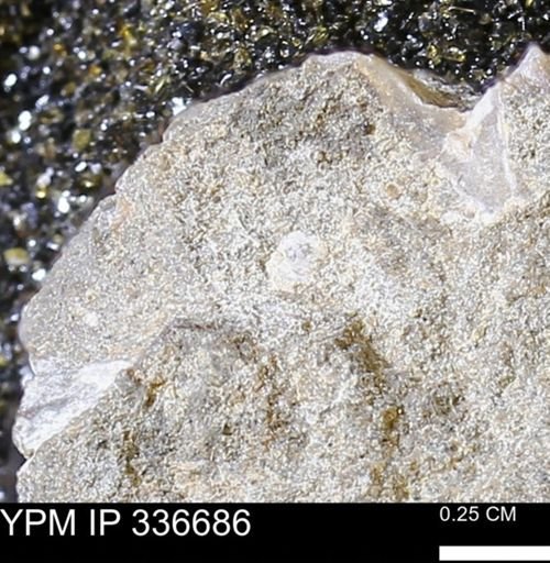 undet. Mollusca