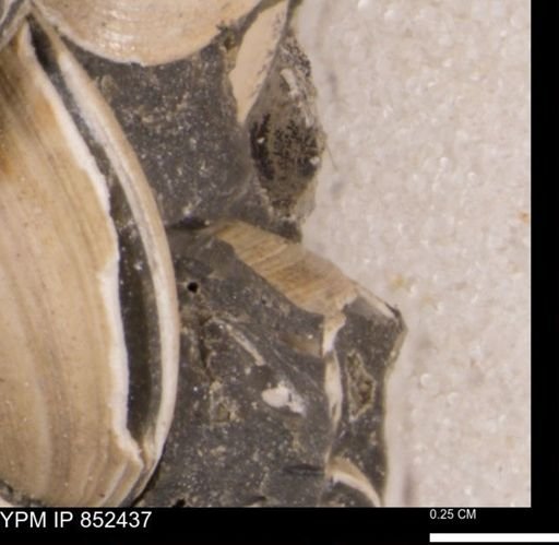 Limopsis striatopunctatus
