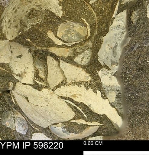 undet. Mollusca
