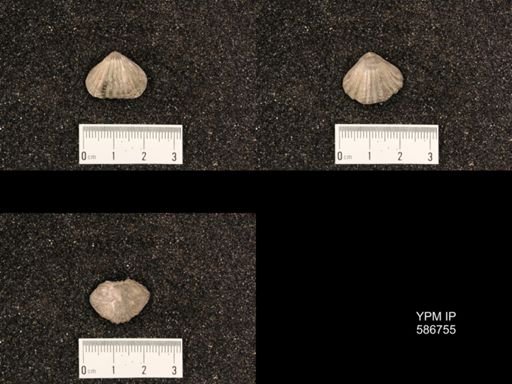 Rhynchotrema capax