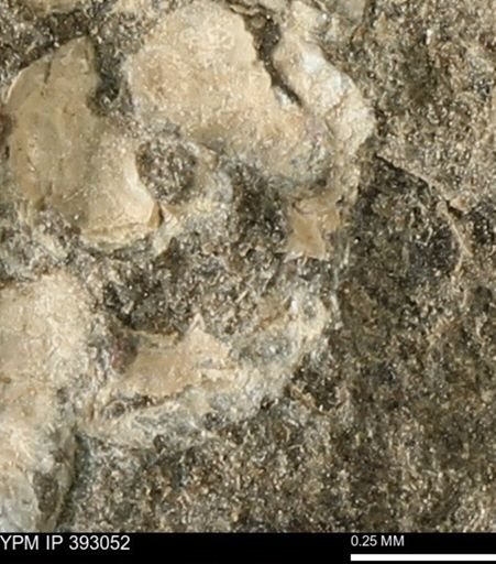 Scaphites sp.