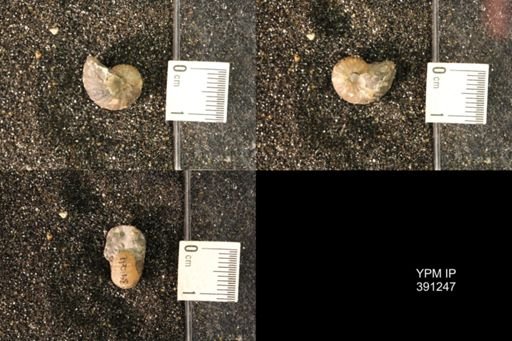 Scaphitidae