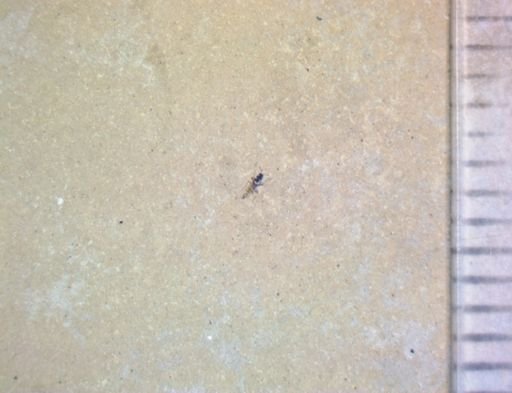 undet. Insecta