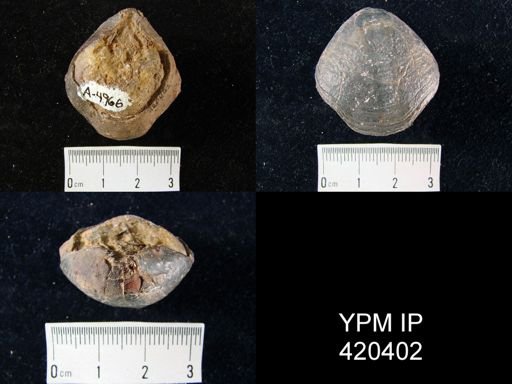 Athyris?