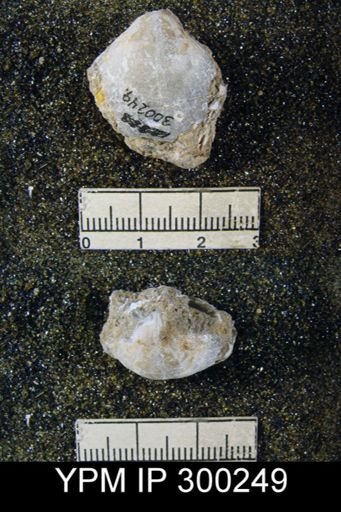 Martinia rhomboidalis