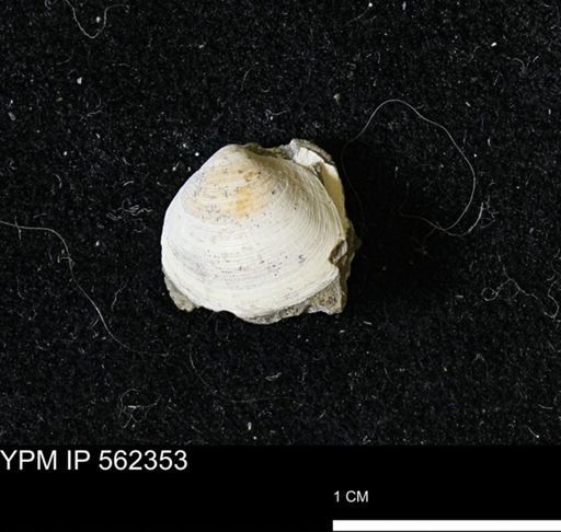 Limopsis striatopunctatus