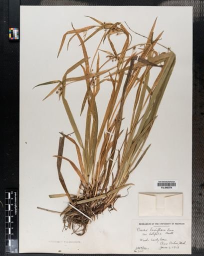 Carex laxiflora