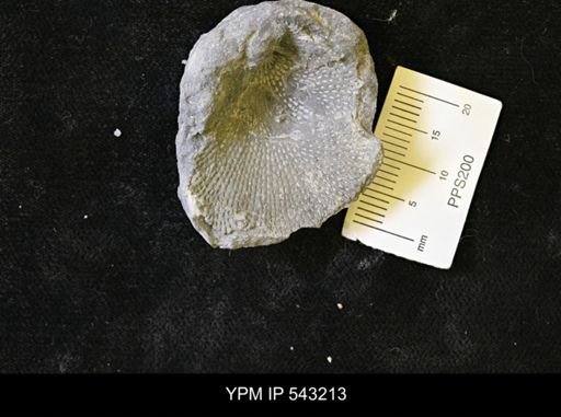 undet. Bryozoa
