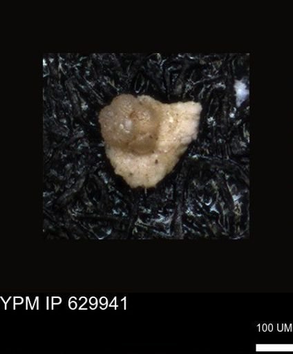 undet. Foraminiferida