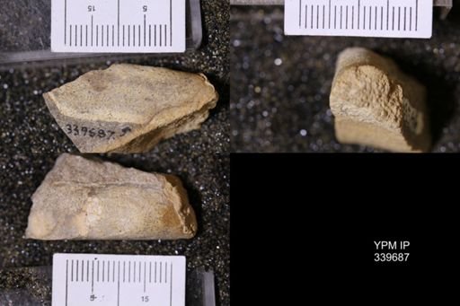 undet. Ichnofossil