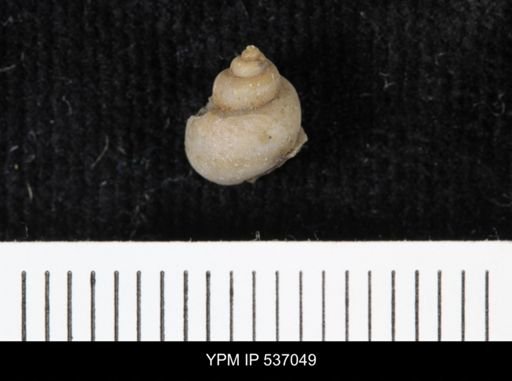 Viviparus montanaensis