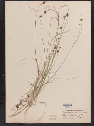 Rhynchospora fusca