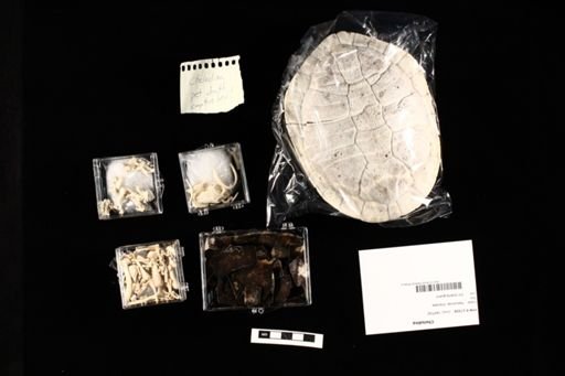 Chelodina