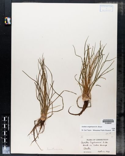 Isoetes engelmannii