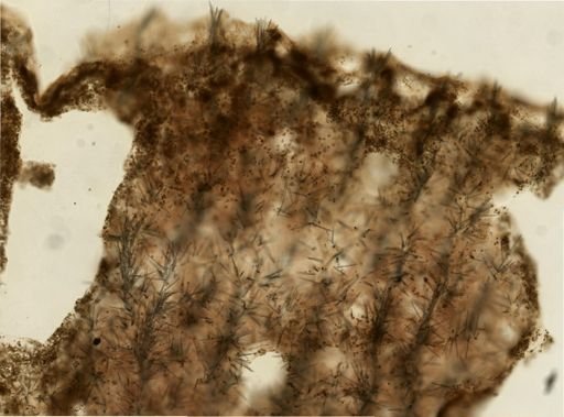 Agelas sp.