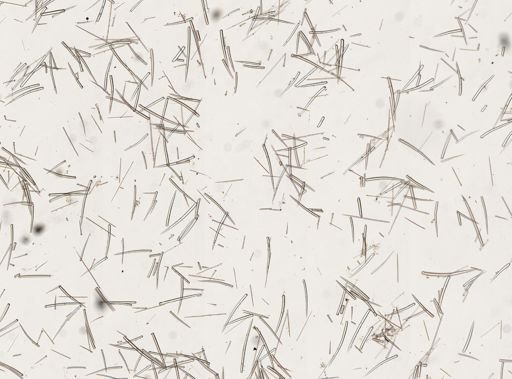 Clathria juniperina