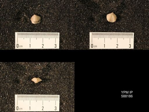 Zygospira modesta