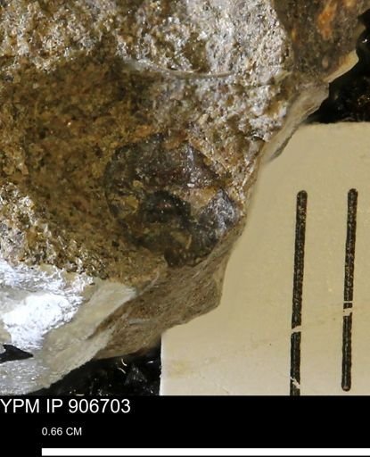undet. Mollusca