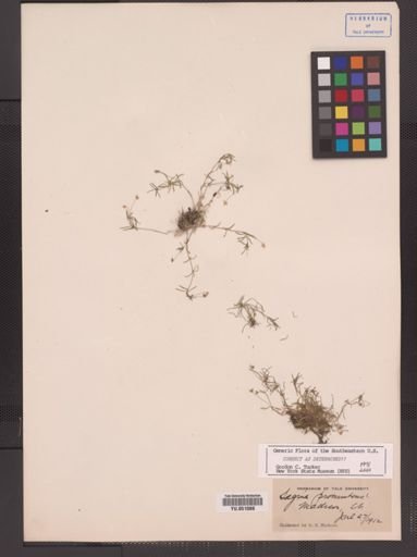 Sagina procumbens