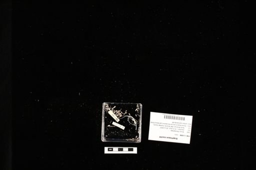 Scaphiopus couchii