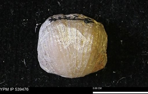 Leptostrophia cf. camerata
