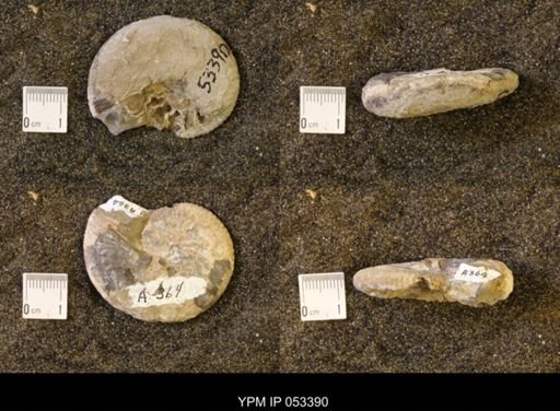Discoscaphites conradi