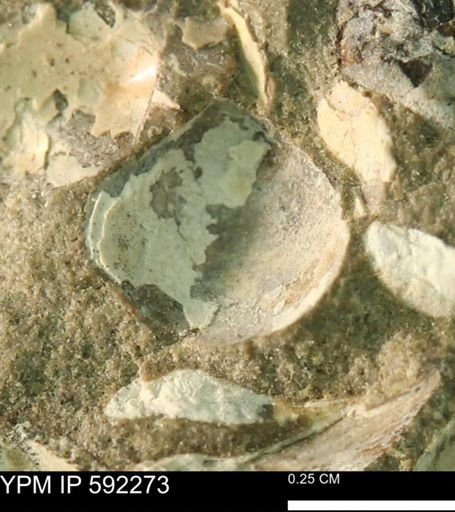 undet. Bivalvia