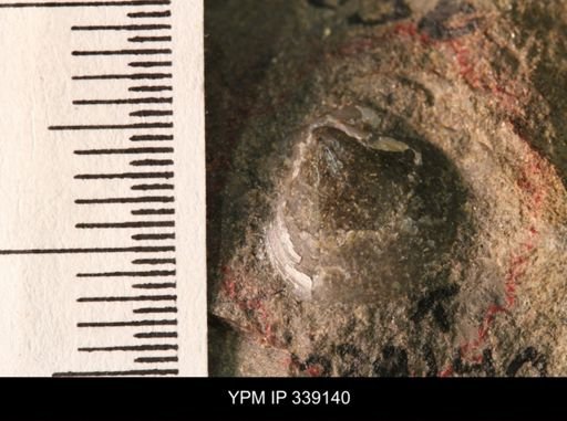 Syncyclonema halli