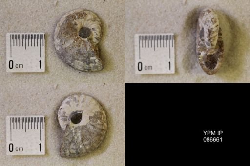 undet. Scaphitidae