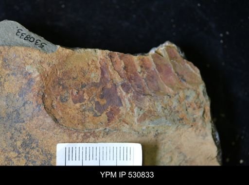 Tremaglaspis sp.