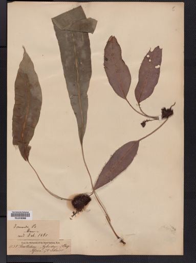 Elaphoglossum