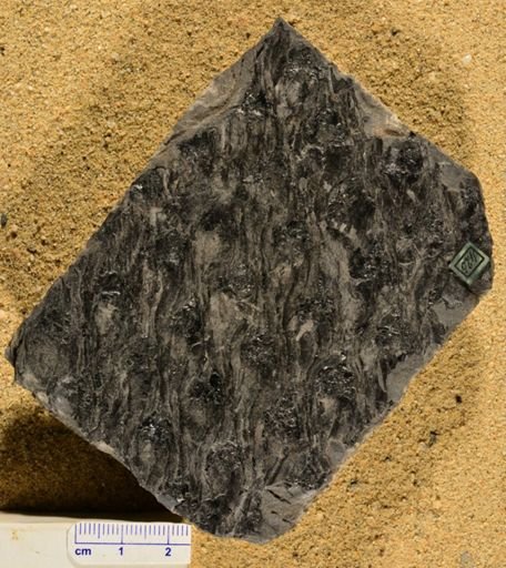 Lepidodendron charpentieri
