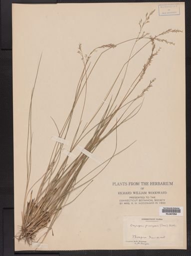 Oryzopsis pungens