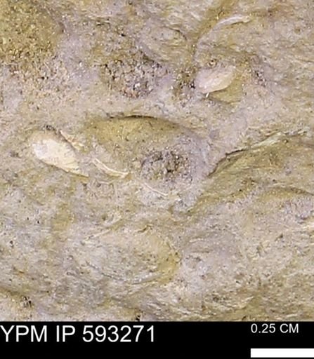 undet. Mollusca
