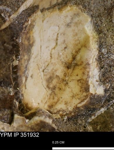 undet. Bivalvia