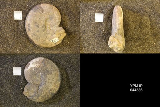 Hoploscaphites comprimus