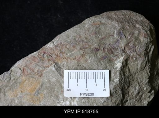 undet. Hyolithida