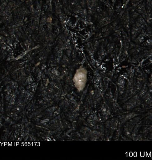 Verneuilinoides kansasensis