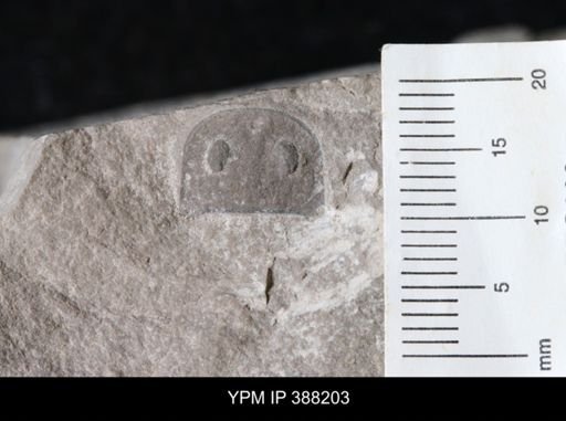 Eurypterus sp.