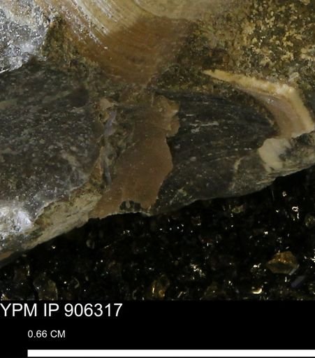 Limopsis striatopunctatus