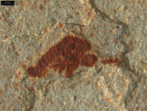 undet. Insecta