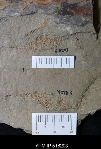 undet. Echinodermata